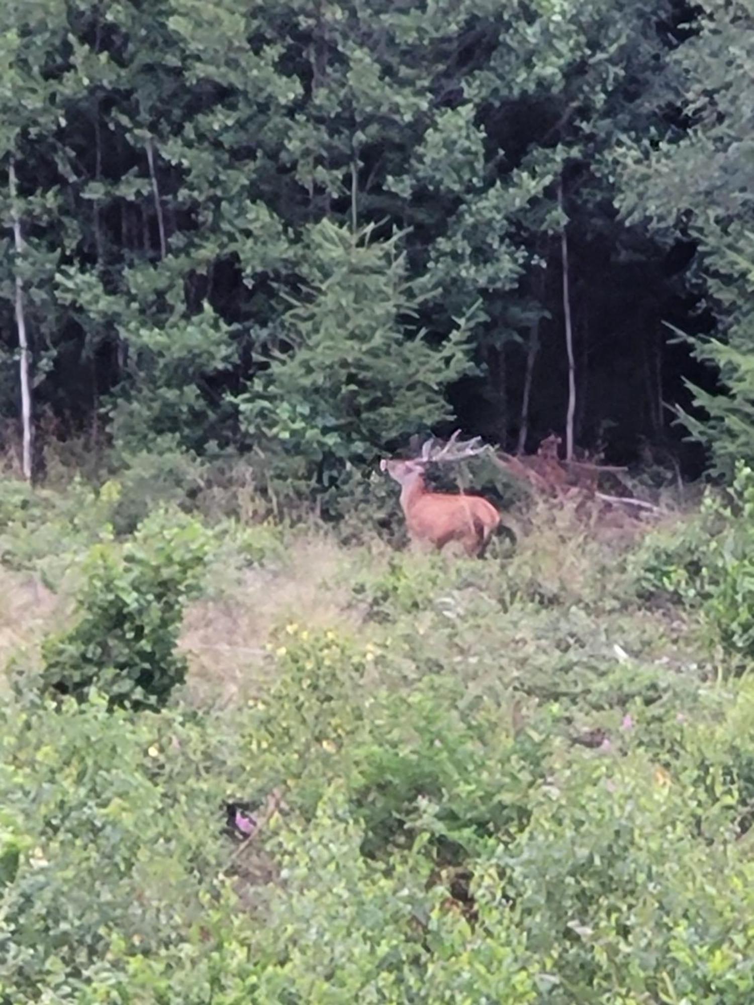 Gite Forestier Du Moulin Raon-sur-Plaine Zewnętrze zdjęcie