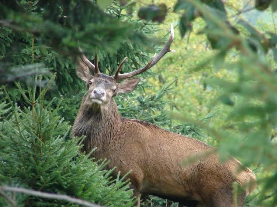 Gite Forestier Du Moulin Raon-sur-Plaine Zewnętrze zdjęcie