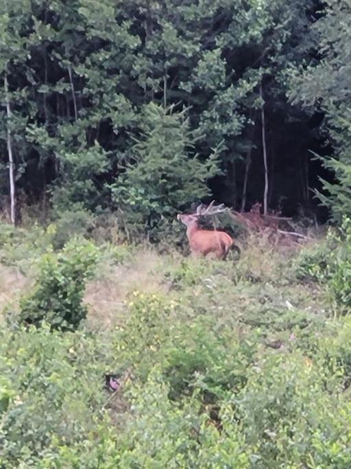 Gite Forestier Du Moulin Raon-sur-Plaine Zewnętrze zdjęcie